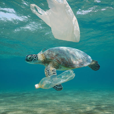 Sustainability